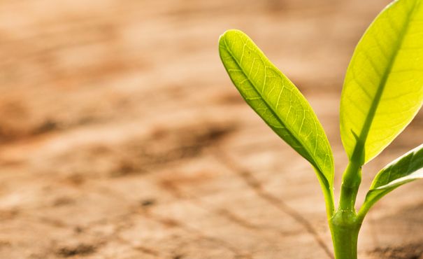 Kaplani ze Skrzywdzonymi