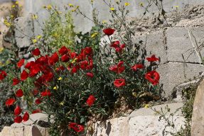 Skala fot. Lawrence OP